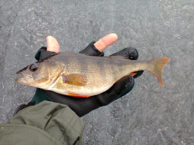Eurasian perch — Germantas