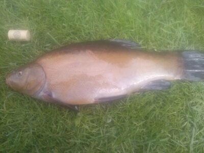 Tench, 1.2 kg — Beržinis