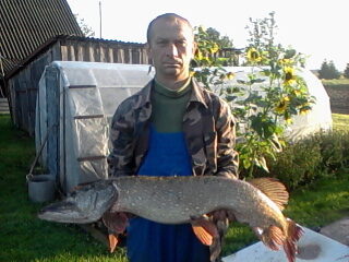 Northern Pike, 7.1 kg
