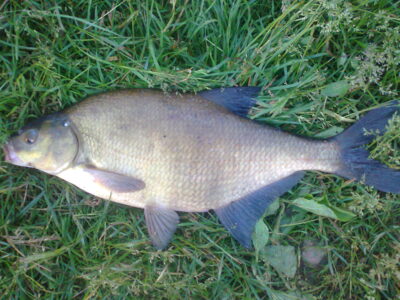 Carp bream, 1.5 kg — Liberiškio