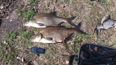 Carp bream — Arinas