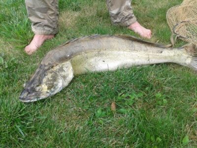 Pike perch, 7.7 kg