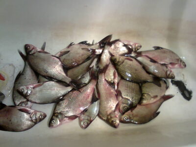 Carp bream — Mastis