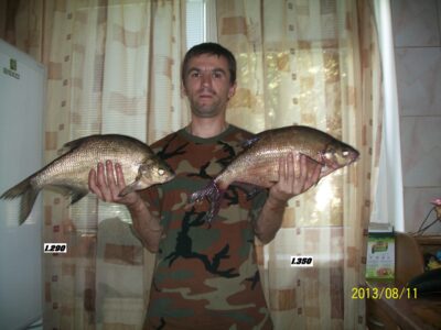 Carp bream ×2