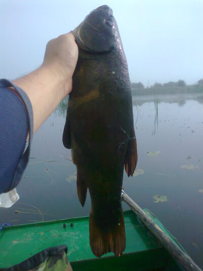 Tench, 1.2 kg — Ekrano gamyklos
