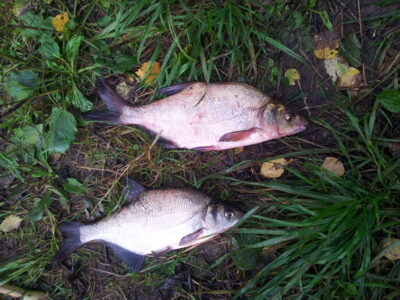 Carp bream ×2 — Bartkuškio
