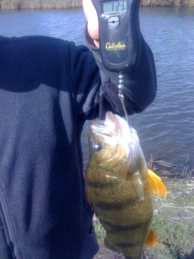 Eurasian perch, 1.2 kg — St. Vejleå