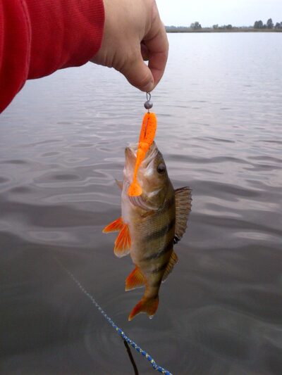 Eurasian perch, 0.3 kg — Musia