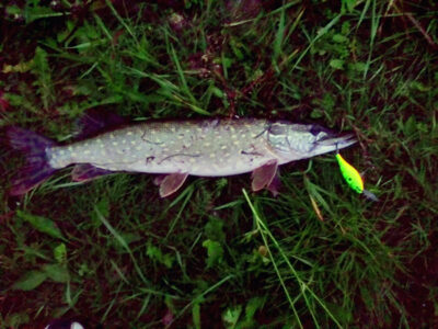 Northern Pike, 1.3 kg — Venta