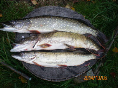 Northern Pike ×3