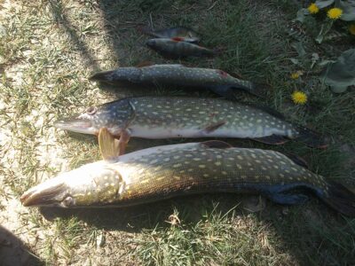 Northern Pike ×2