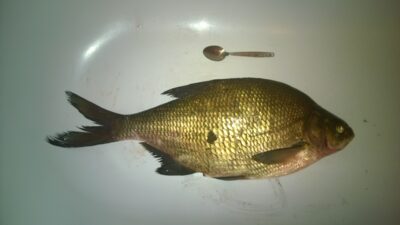 Carp bream, 2.0 kg — Čičirys