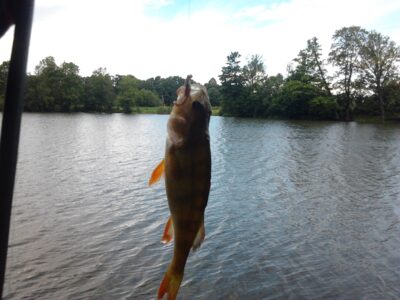 Eurasian perch ×3