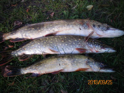 Northern Pike