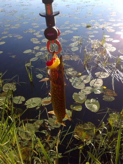 Northern Pike, 0.2 kg — Karvys