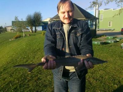 Russian sturgeon, 1.3 kg