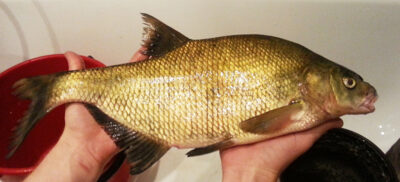Carp bream, 1.4 kg — Neris River
