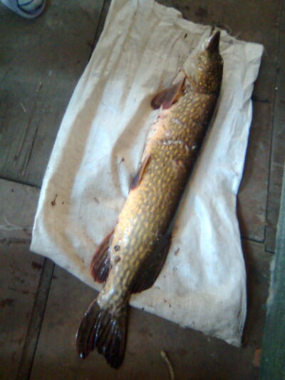Northern Pike