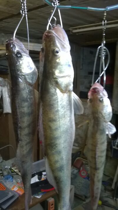 Pike perch, 1.7 kg — Kuršių