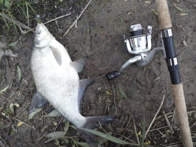 Carp bream, 0.9 kg — Nevėžis