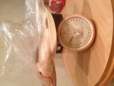 chub, 2.5 kg