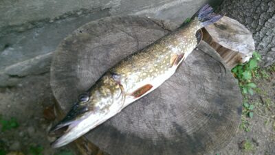 Northern Pike, 1.4 kg — Avilys