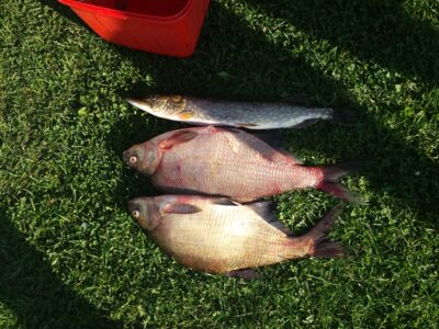 Carp bream ×2 — Juodieji Lakajai