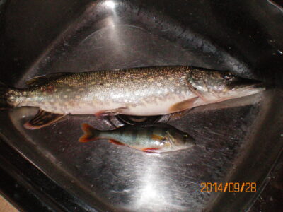 Northern Pike