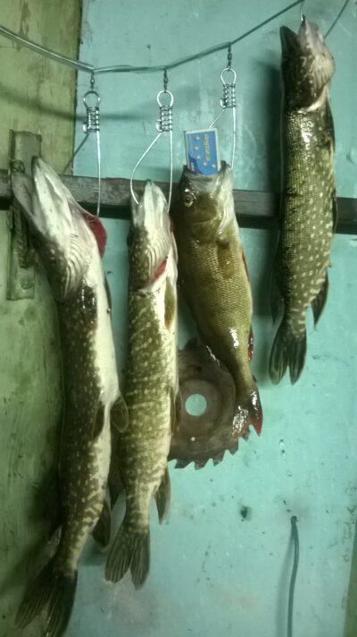 Northern Pike