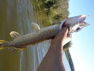 Northern Pike, 1.2 kg — Kalotės