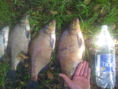 Carp bream ×6 — Varėnis