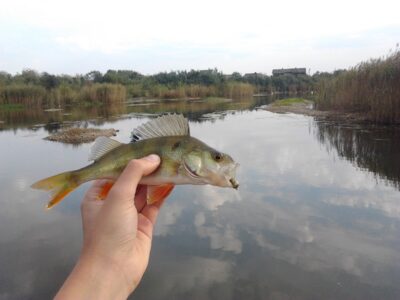 Eurasian perch