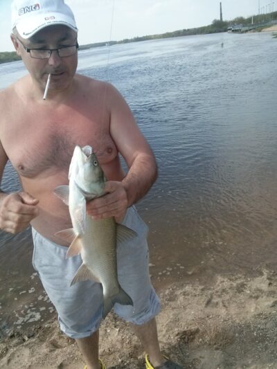 Asp, 2.6 kg
