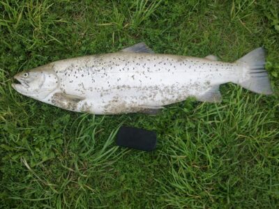 Atlantic salmon, 6.0 kg — Skirvytė