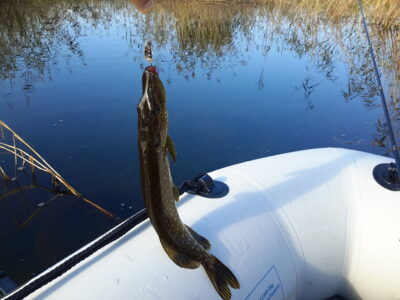 Northern Pike, 1.0 kg