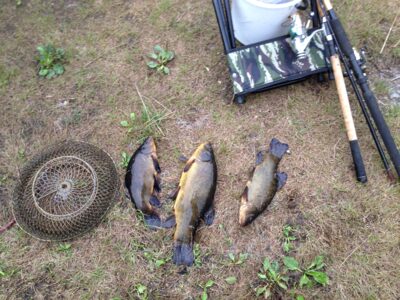Tench ×3