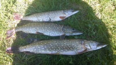 Northern Pike ×3