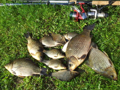 Prussian carp ×14
