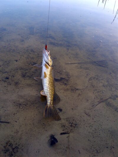 Northern Pike, 1.0 kg — Pikeliškiai