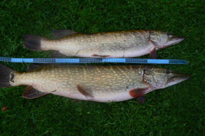 Northern Pike ×2 — Šventoji