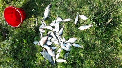 Carp bream ×4 — Kuršių