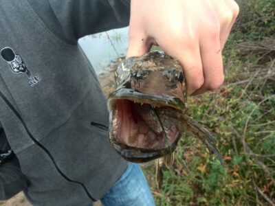 Northern Pike — Neman River