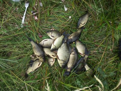 Prussian carp ×30