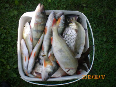 Eurasian perch