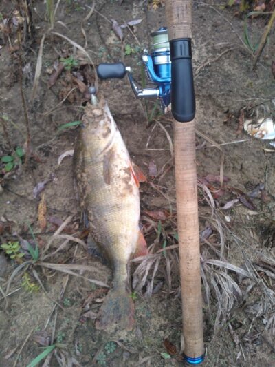 Eurasian perch, 1.0 kg — Neman River