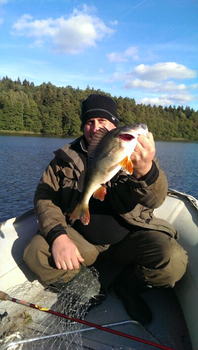 Eurasian perch