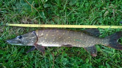 Northern Pike, 1.4 kg