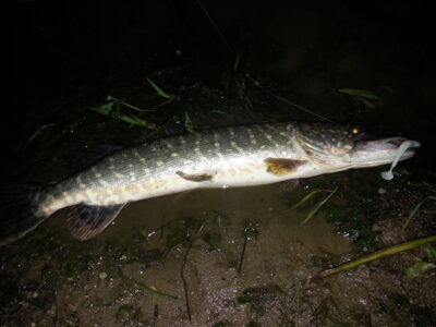 Northern Pike, 0.7 kg — Neman River