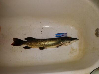 Northern Pike, 2.5 kg