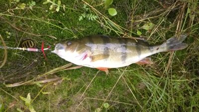 Eurasian perch
